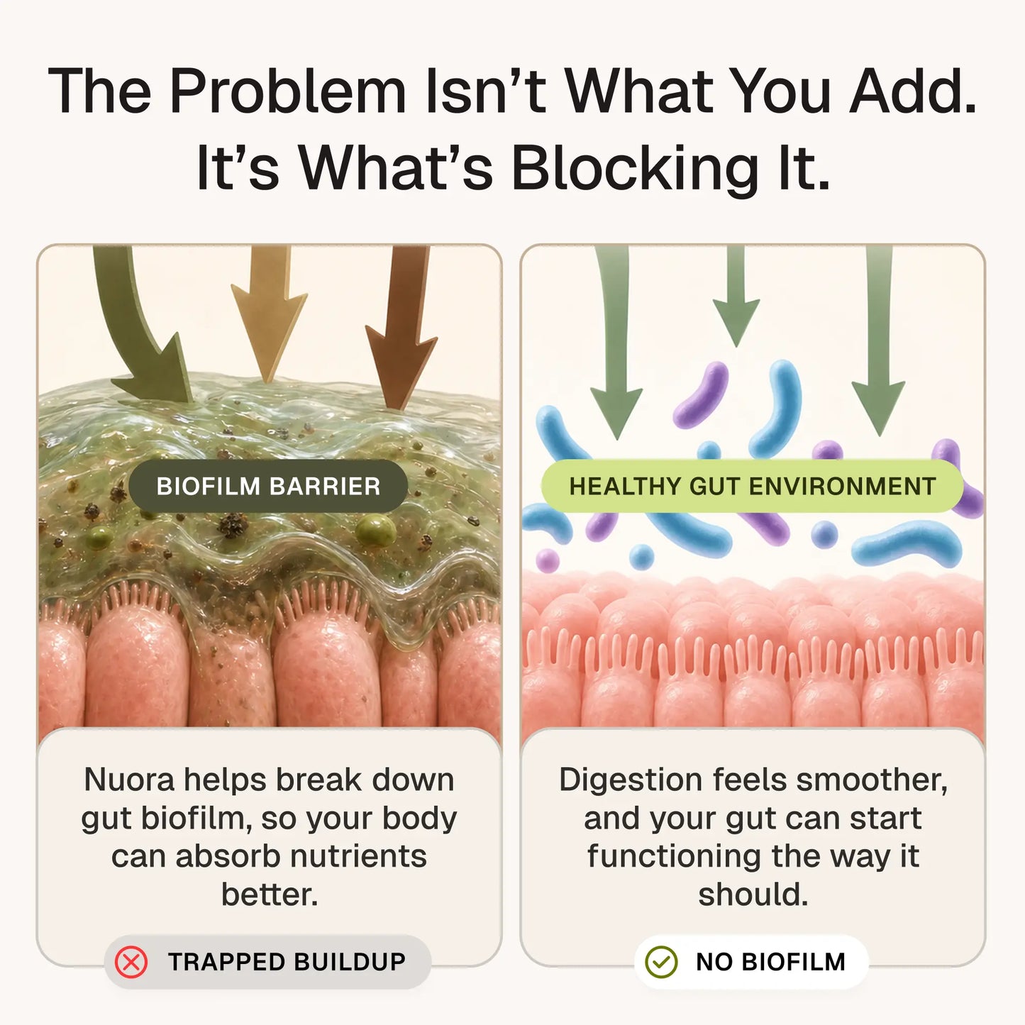 Nuora™ Gut Biofilm Ritual - O4